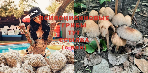 стаф Нефтегорск